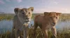 Mufasa: Der König der Löwen Produktbild-Vorschau 7