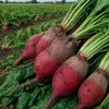 Runkelrübe rot, 500 g | Runkelrüben von Quedlinburger Produktbild-Vorschau 2