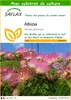 SAFLAX  - Albizia - 50 graines - Avec substrat - Albizia Voir les images du produit 1