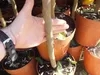 Oferta prawdziwe drzewko cytrynowe 100-130 cm cytryna Podgląd zdjęcia produktu 5
