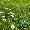 BARENBRUG HAPPY LAWN 0,5 kg : UNE NOUVELLE QUALITÉ SUR LE Voir les images du produit 9