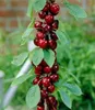 BALDUR Garten 2x Säulen-Kirschen 'Stella', Pflanzen Produktbild-Vorschau 1