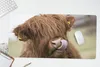 MuchoWow® Schreibtischunterlage Schottischer Highlander - Produktbild-Vorschau 5