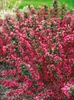 Weigelie Victoria 40-60 cm, im Topf - Weigela florida Produktbild-Vorschau 11