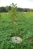 Piastra pacciamante PSH 60 cm : 60 cm Diametro: 60 cm Anteprima dell’immagine prodotto 3
