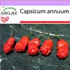 SAFLAX - Chili - čili penis Petra Peppera - Capsicum annuum Náhľad obrázku produktu 5