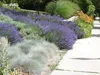 A landscaped garden bed with rows of purple lavender and blue ornamental grass next to a concrete sidewalk. Produktbild-Vorschau