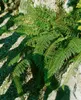 Schildfarn Proliferum, im 9 cm Topf - Polystichum setiferum Produktbild-Vorschau 5