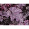 Heuchera "Blackberry Jam" - Purpurglöckchen "Blackberry Produktbild-Vorschau 1