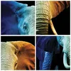 Gerahmtes Poster - Rahmen in heller Eiche - Bunt Elefant Produktbild-Vorschau 9