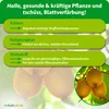 Purgrün -Kiwi-Dünger 1 Liter, Produktbild-Vorschau 3