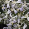 A close-up view of several light purple and white clematis flowers with yellow stamens. Produktbild-Vorschau