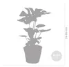 Monstera Deliciosa, Fensterblatt, mit Rattankorb, 70-80 cm, Produktbild-Vorschau 5