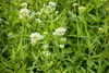 Rote Spornblume Albus, im Topf - Centranthus ruber Produktbild-Vorschau 4