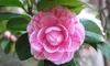 3x Camelia (Camellia Japonica) in rosso, rosa e bianco - Anteprima dell’immagine prodotto 2
