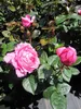 Edelrose Desiree ® - Rosa Desirèe- Tantau Rose - ADR Rose Produktbild-Vorschau 3