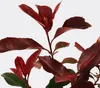 A close-up of a red robin photinia shrub with red and green leaves against a white background. Náhled obrázku produktu