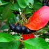 A close-up view of a cluster of dark berries on a branch, with green and red leaves. Produktbild-Vorschau