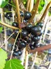 A close-up view of a cluster of black currants on a branch. Produktbild-Vorschau