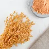 Aufgeblasenes Leimkraut - (Silene) - Pfirsich Produktbild-Vorschau 2