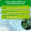 Purgrün Monstera-Deliciosa-Dünger 1 Liter, Produktbild-Vorschau 3