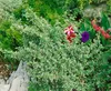 Euonymus fortunei 'Emerald Gaiety', Kriechspindel, Produktbild-Vorschau 14