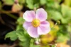 Anemone hupehensis 'September Charm', Herbst-Anemone, rosa, Produktbild-Vorschau 6