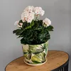 A potted plant with pink flowers and green leaves sits on a wooden table. Voir les images du produit