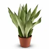 Sansevieria Moonshine cca 50 cm – sansevierie, pokojová Náhled obrázku produktu 4