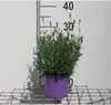 Lavandula ang. hidcote' - Lavanda - Contenitore 1,5 litri Anteprima dell’immagine prodotto 1