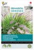 Lampenputzergras | Ziergrassamen von Buzzy Seeds Produktbild-Vorschau 1