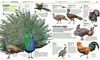 Wissen. Tiere Produktbild-Vorschau 6