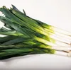 Porree Blaugrüner Winter Samen - Allium porrum - Produktbild-Vorschau 3