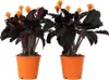 Calathée - Set de 2 - Calathea crocata 'Tassmania' - Voir les images du produit 1