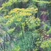 Buzzy Organic Dill -semena - Ca. 2 gr | Buzzy_91055 Náhled obrázku produktu 3