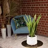 3er-Set Bogenhanf - Sansevieria trifasciata Laurentii - Produktbild-Vorschau 2