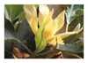 10x Magnolia champaca Magnolie Baum Garten Pflanzen - Samen Produktbild-Vorschau 3