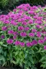 Monarda didyma, Indianernessel, rot, ca. 9x9 cm Topf Produktbild-Vorschau 4