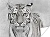 MuchoWow® Poster Tiger - Natur - Schwarz - Weiß 120x90 cm - Produktbild-Vorschau 1