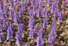Stauden Gänge 10 x Ajuga reptans ‚Burgundy Glow' - Produktbild-Vorschau 3