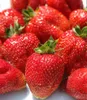 A close-up view of several ripe strawberries, with a focus on one in the foreground. Produktbild-Vorschau