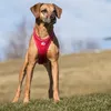 Curli Hundegeschirr Belka Comfort Geschirr Schwarz S Produktbild-Vorschau 3