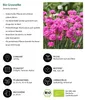 Dehner Bio Stauden-Set Großer Alpengarten, 8 verschiedene Produktbild-Vorschau 4