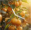Wanduhr aus Glas mit Motiv Sonnengeflutete Orangen- 30 x 30 Produktbild-Vorschau 1