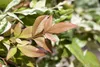 Nandina domestica, Himmelsbambus, 60–80 cm, immergrün Produktbild-Vorschau 4