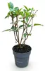 Green boutiQ - Gartenpflanze - Hydrangea panniculata Living Produktbild-Vorschau 2