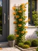 Echtes Geißblatt 60-80 cm – Lonicera tellmanniana | Produktbild-Vorschau 1