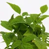 A close-up view of green raspberry leaves and stems against a white background. Produktbild-Vorschau