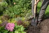 A person is digging in a garden with a shovel. Náhľad obrázku produktu