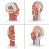 Medizinisches Kopfmodell, Anatomisches Kopfmodell, Produktbild-Vorschau 3